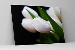 Obraz Tulipány z Holandska 1756